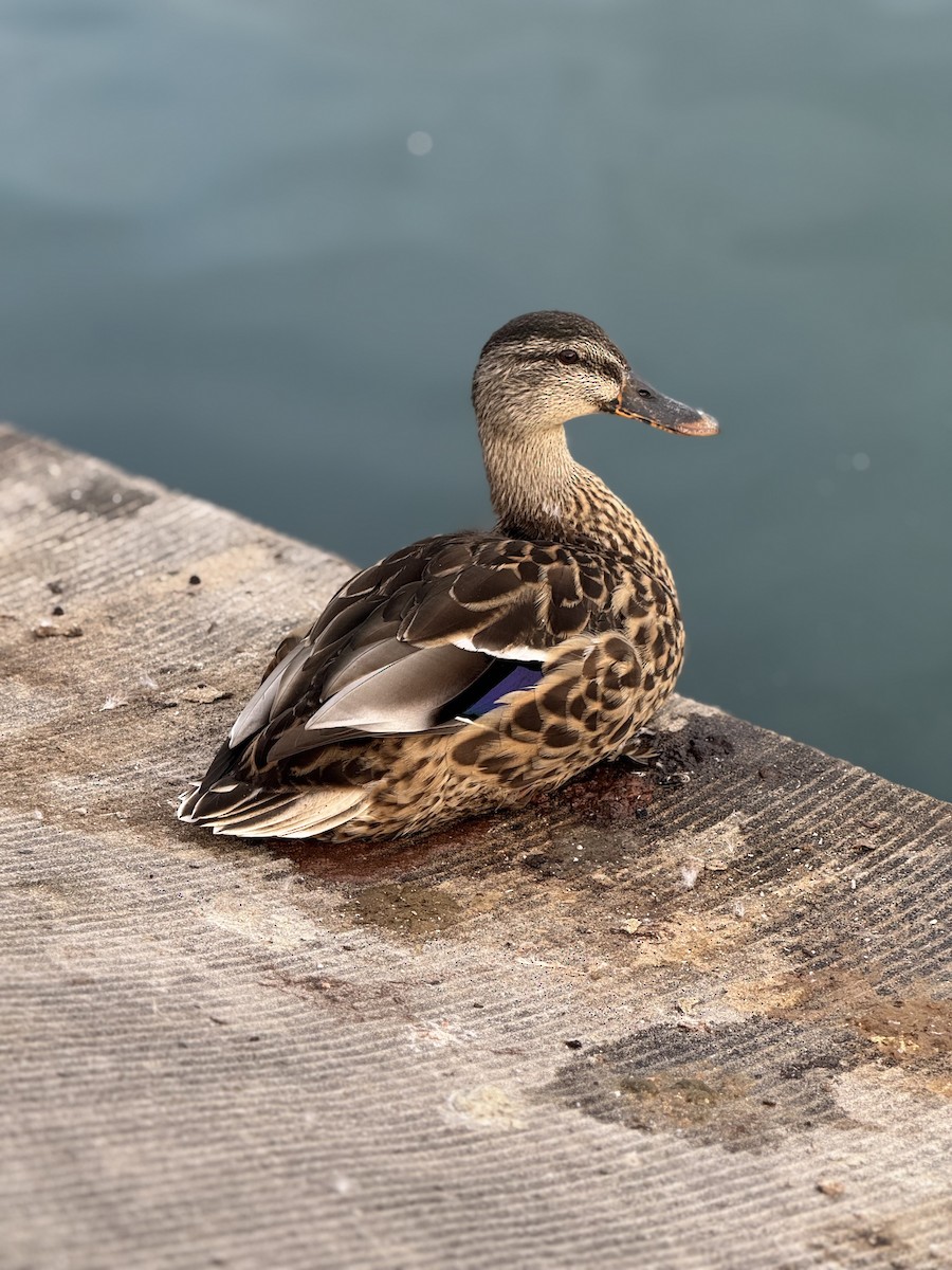 Mallard - ML642530335