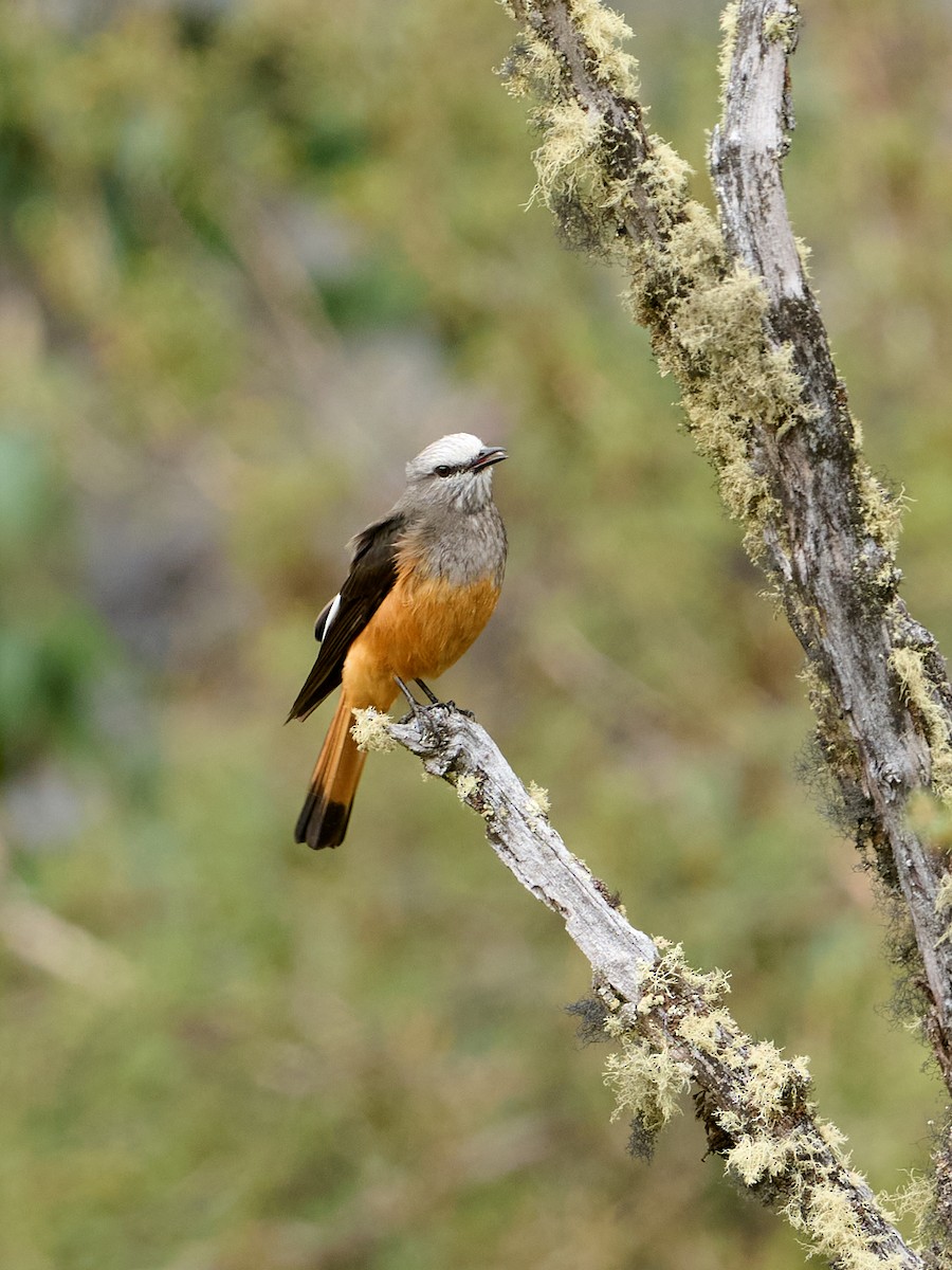 Red-rumped Bush-Tyrant - ML642530337