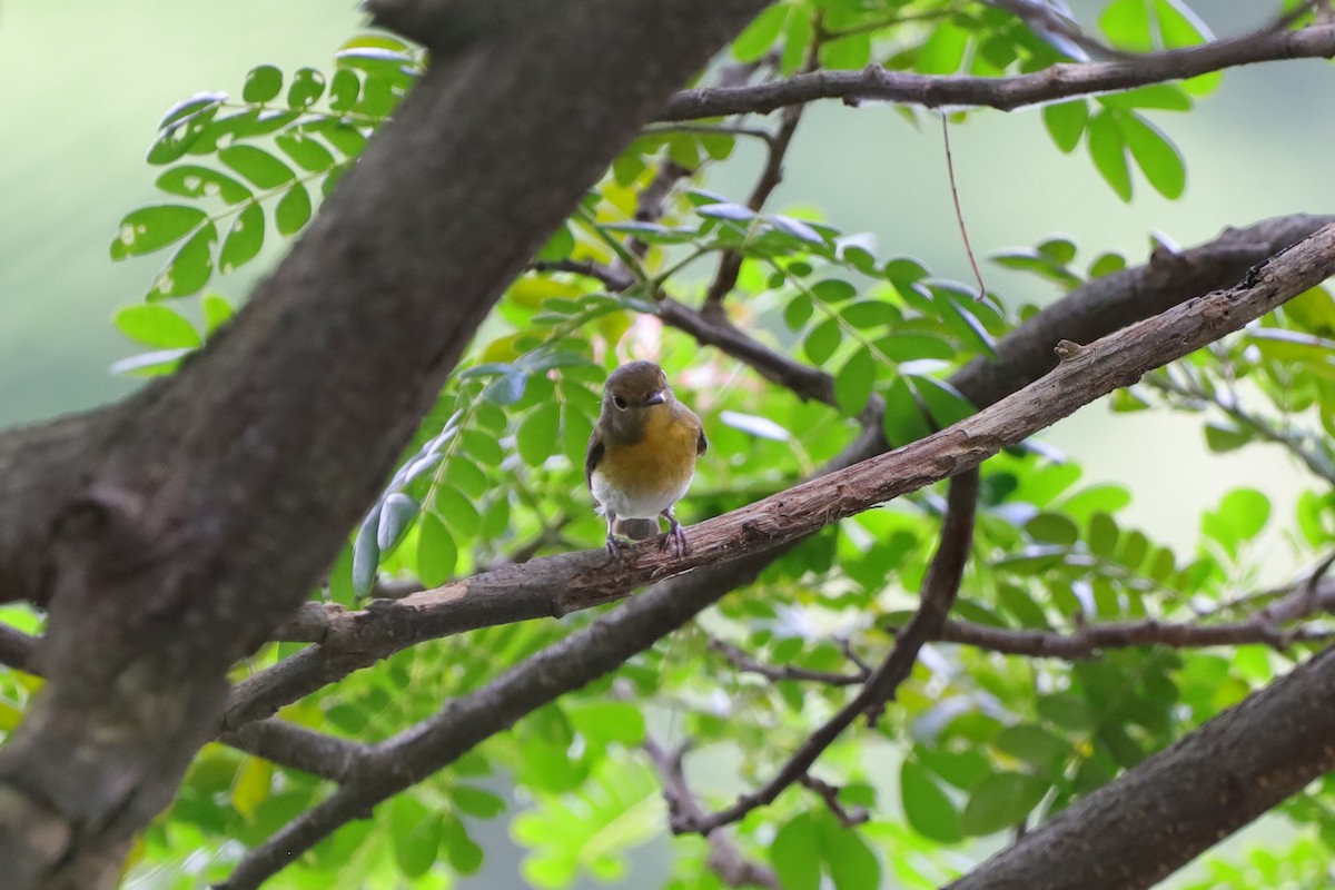 Hainan Blue Flycatcher - ML642530351