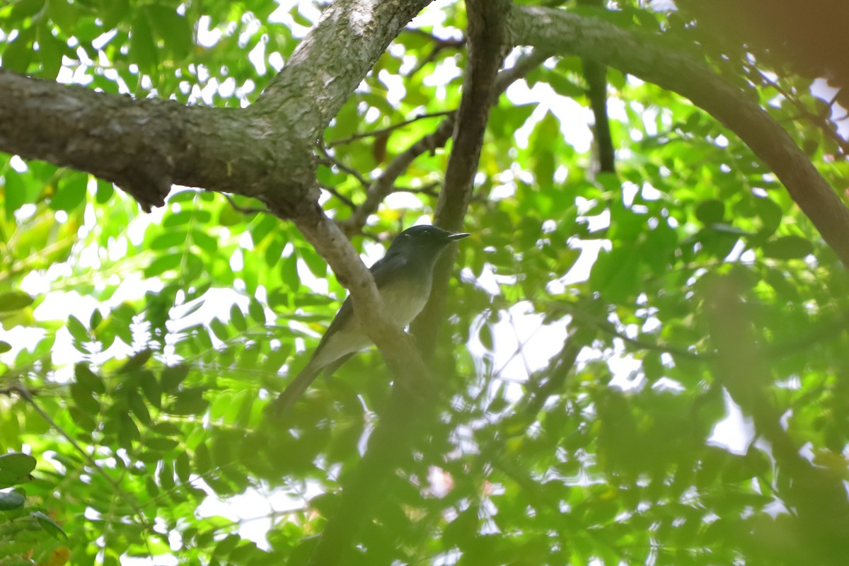 Hainan Blue Flycatcher - ML642530352