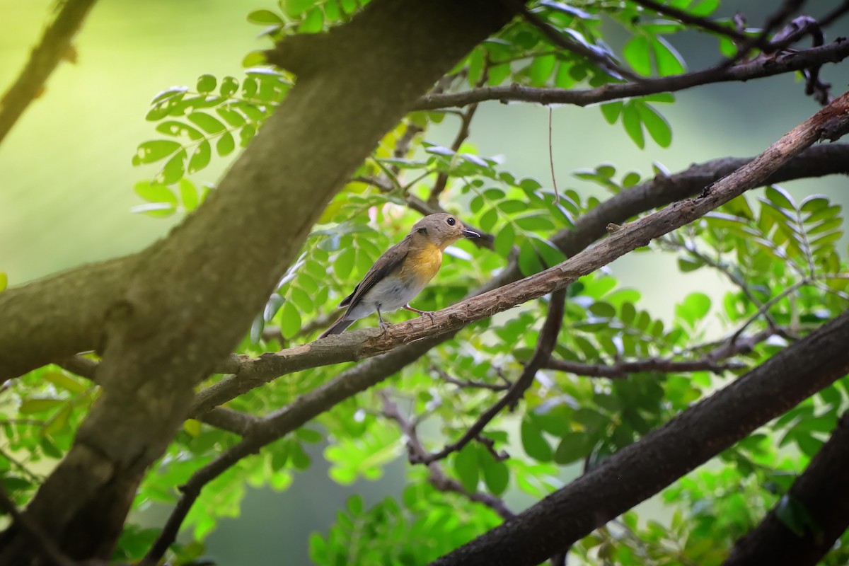 Hainan Blue Flycatcher - ML642530353