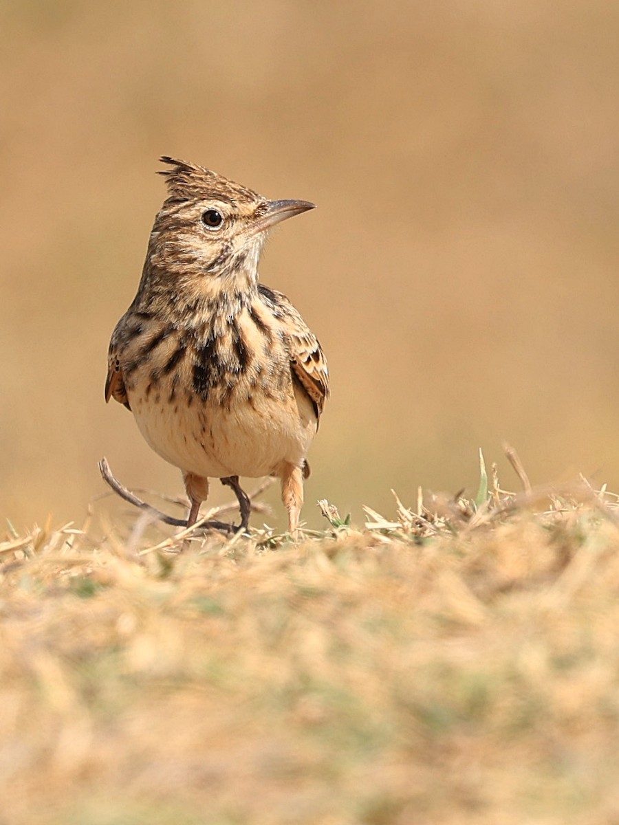 Crested Lark - ML642530356