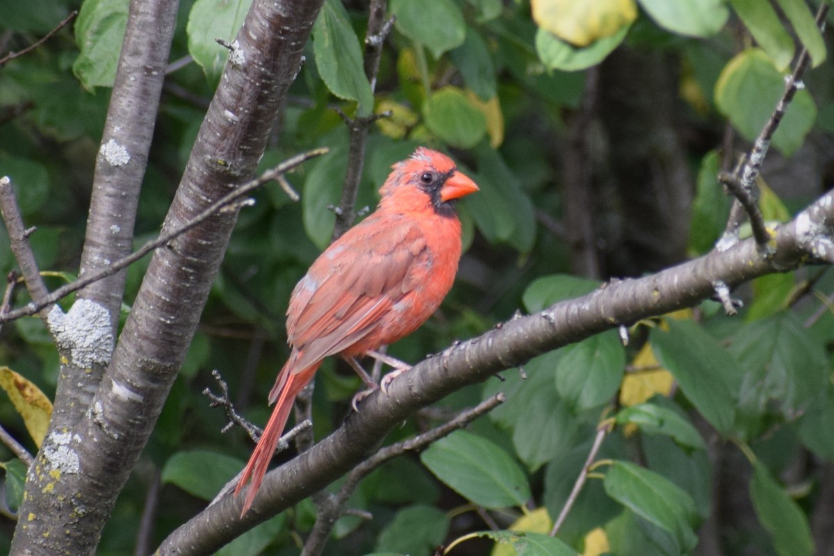 Northern Cardinal - ML642530372