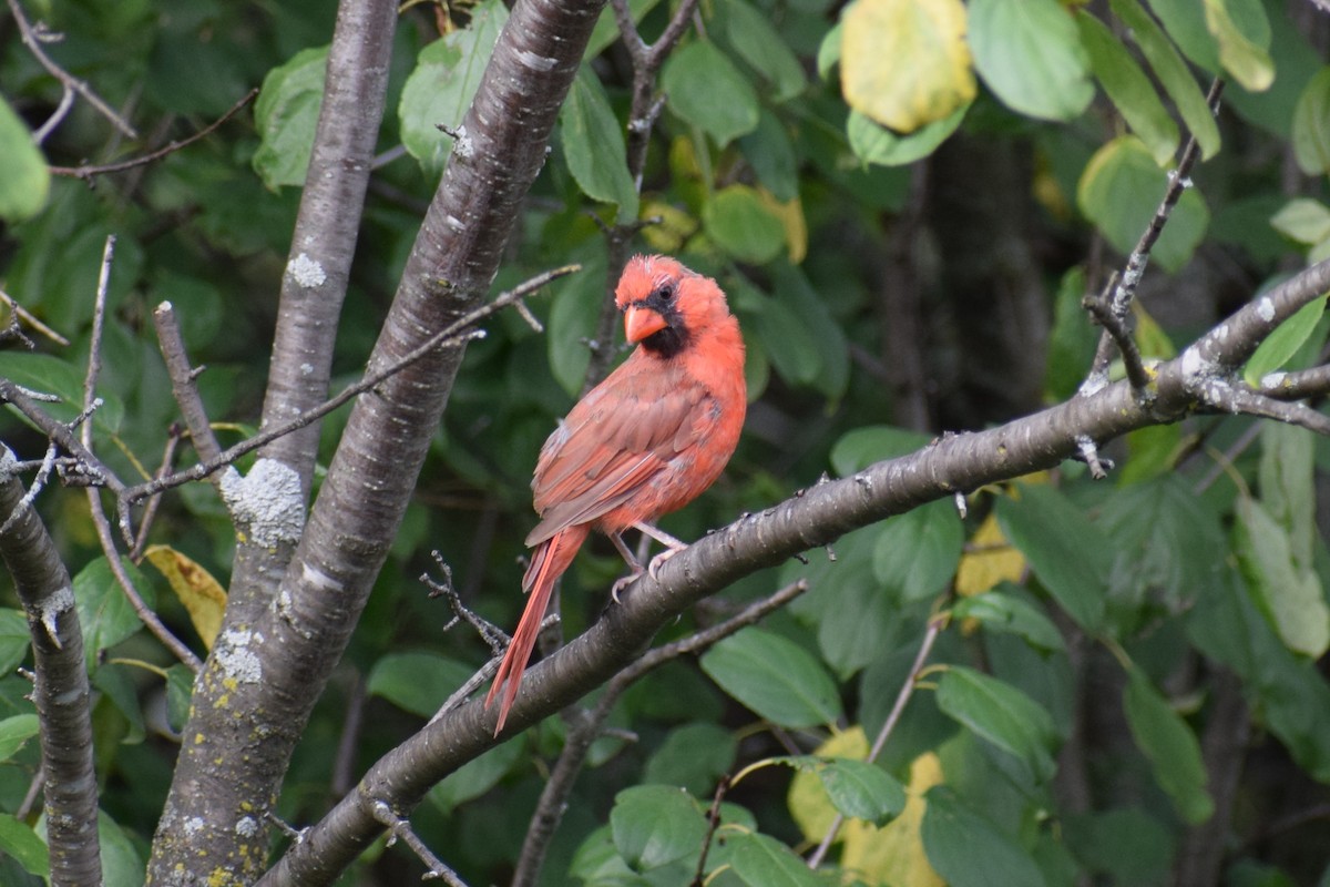 Northern Cardinal - ML642530373