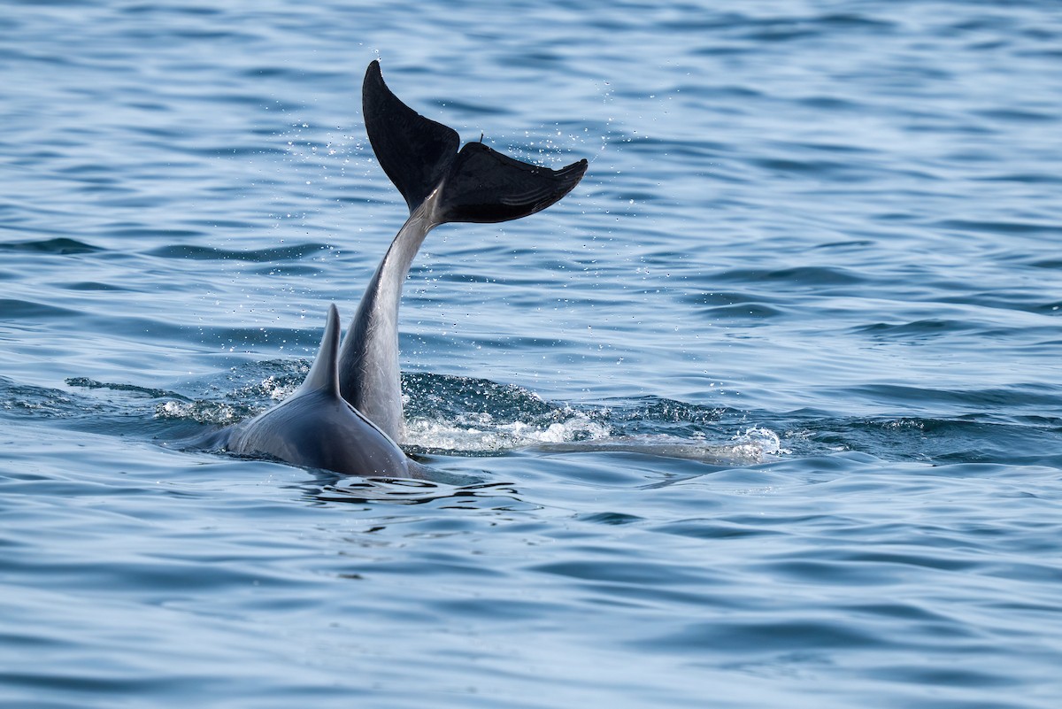 Common Bottlenose Dolphin - ML642530376