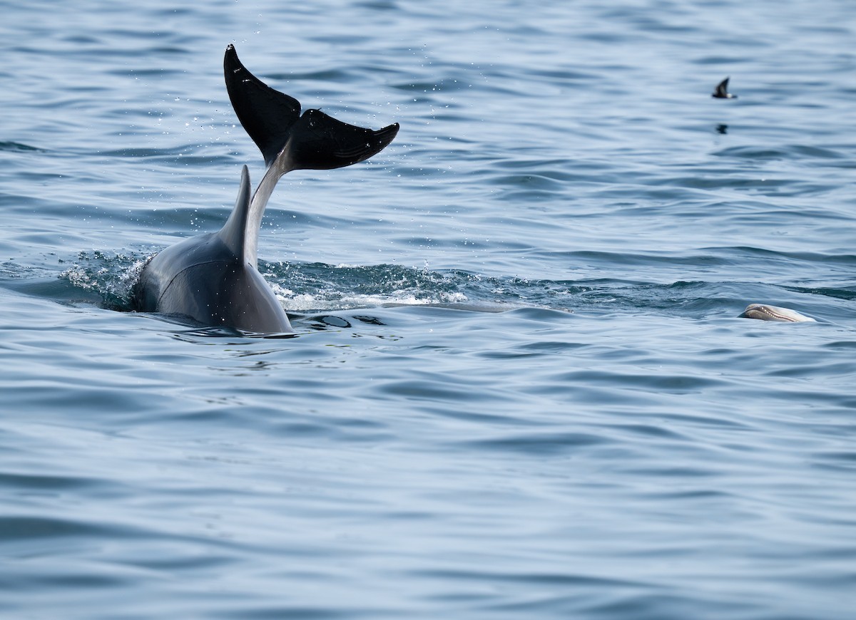 Common Bottlenose Dolphin - ML642530380