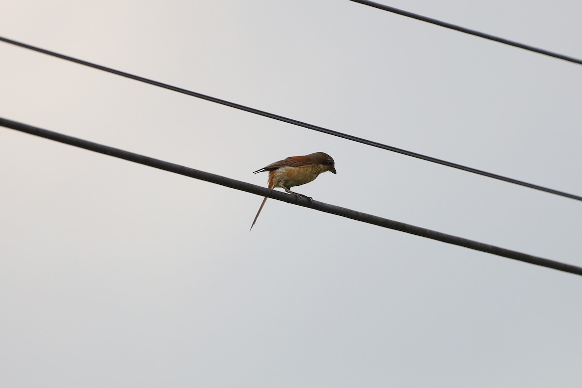 Burmese Shrike - ML642530381