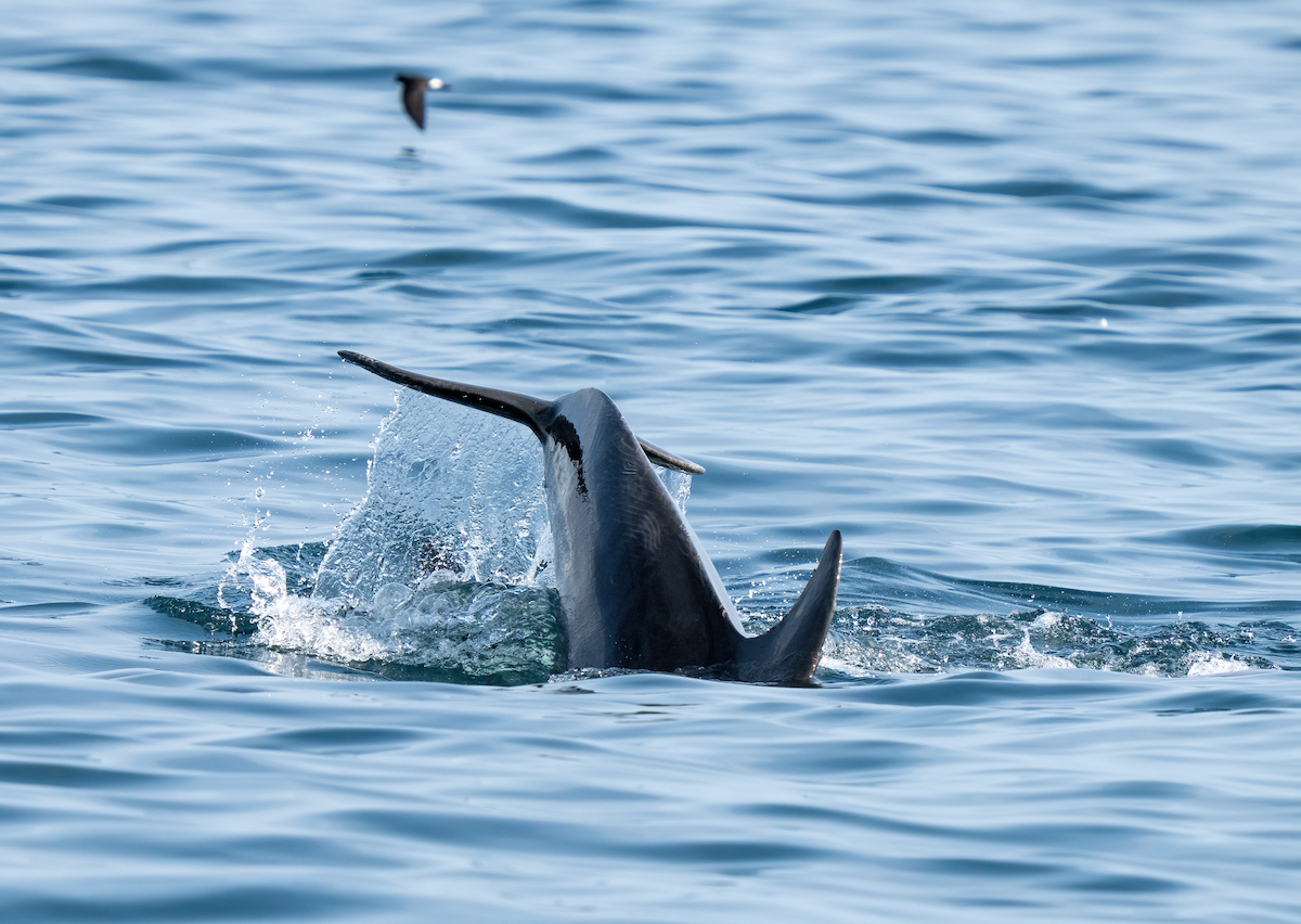 Common Bottlenose Dolphin - ML642530388