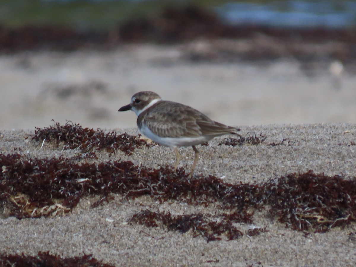 Wilson's Plover - ML642530390
