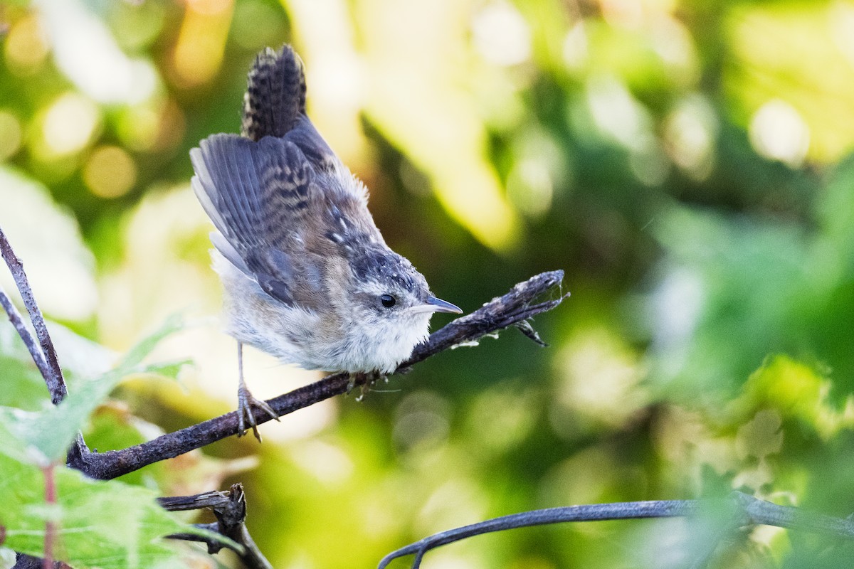 Marsh Wren - ML642530404