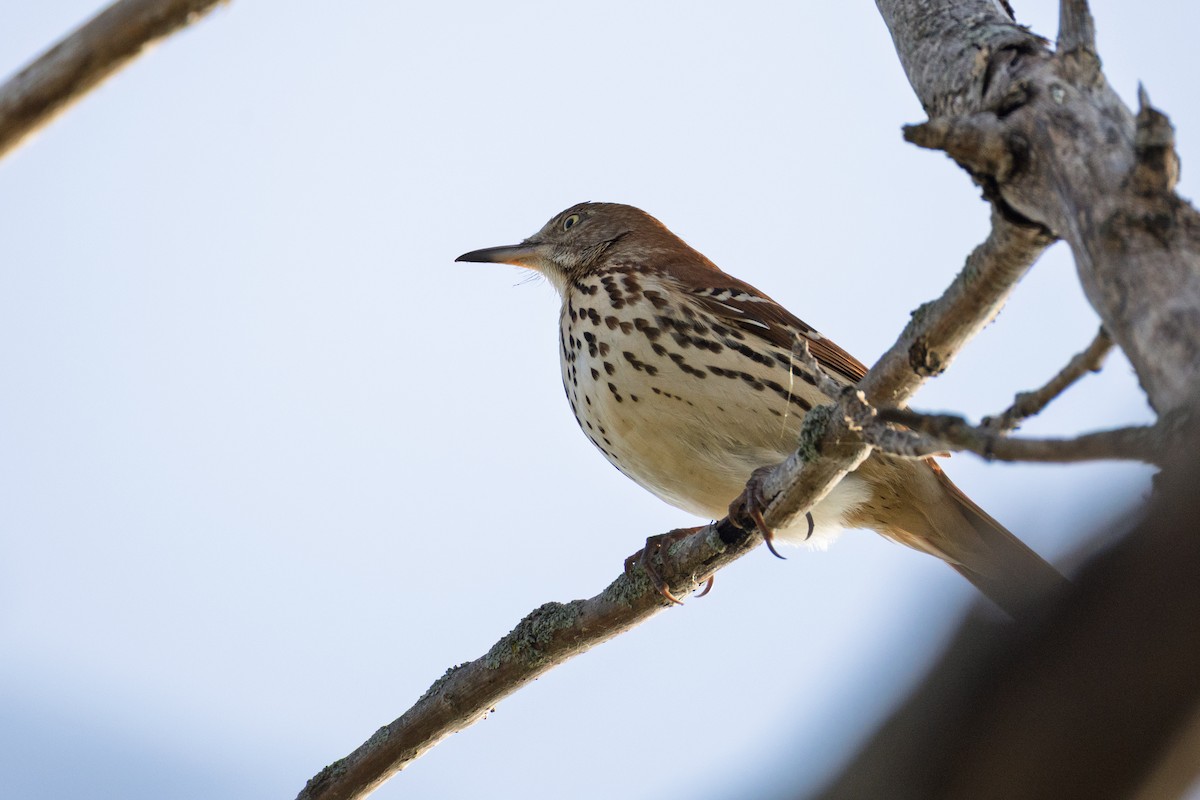 Brown Thrasher - ML642530413