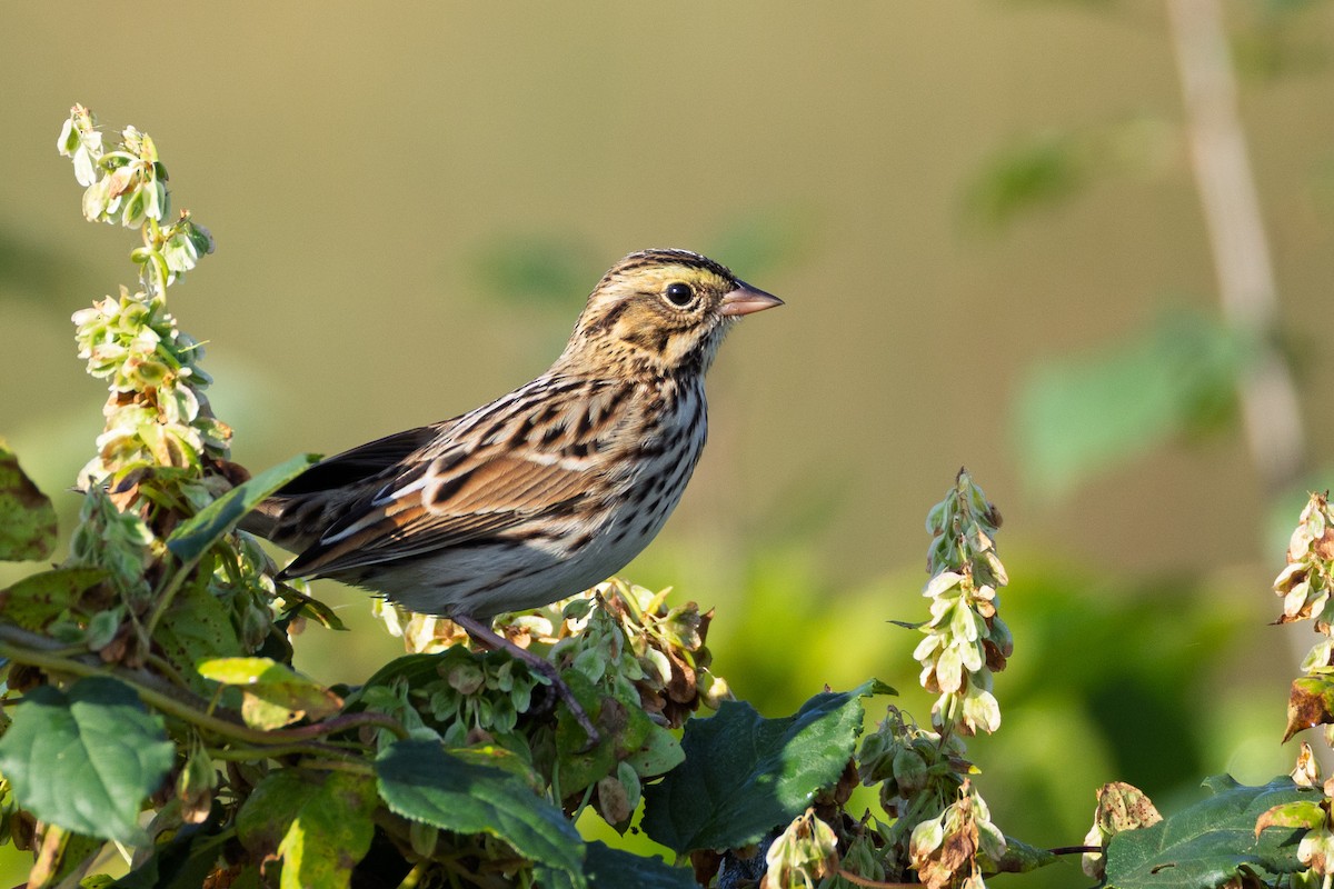 Savannah Sparrow - ML642530423