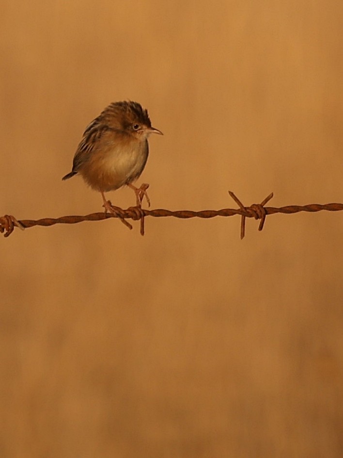 Zitting Cisticola - ML642530433