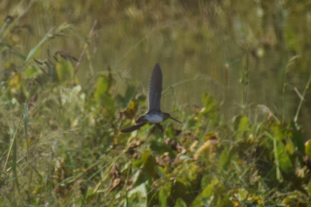 Wilson's Snipe - ML642530443