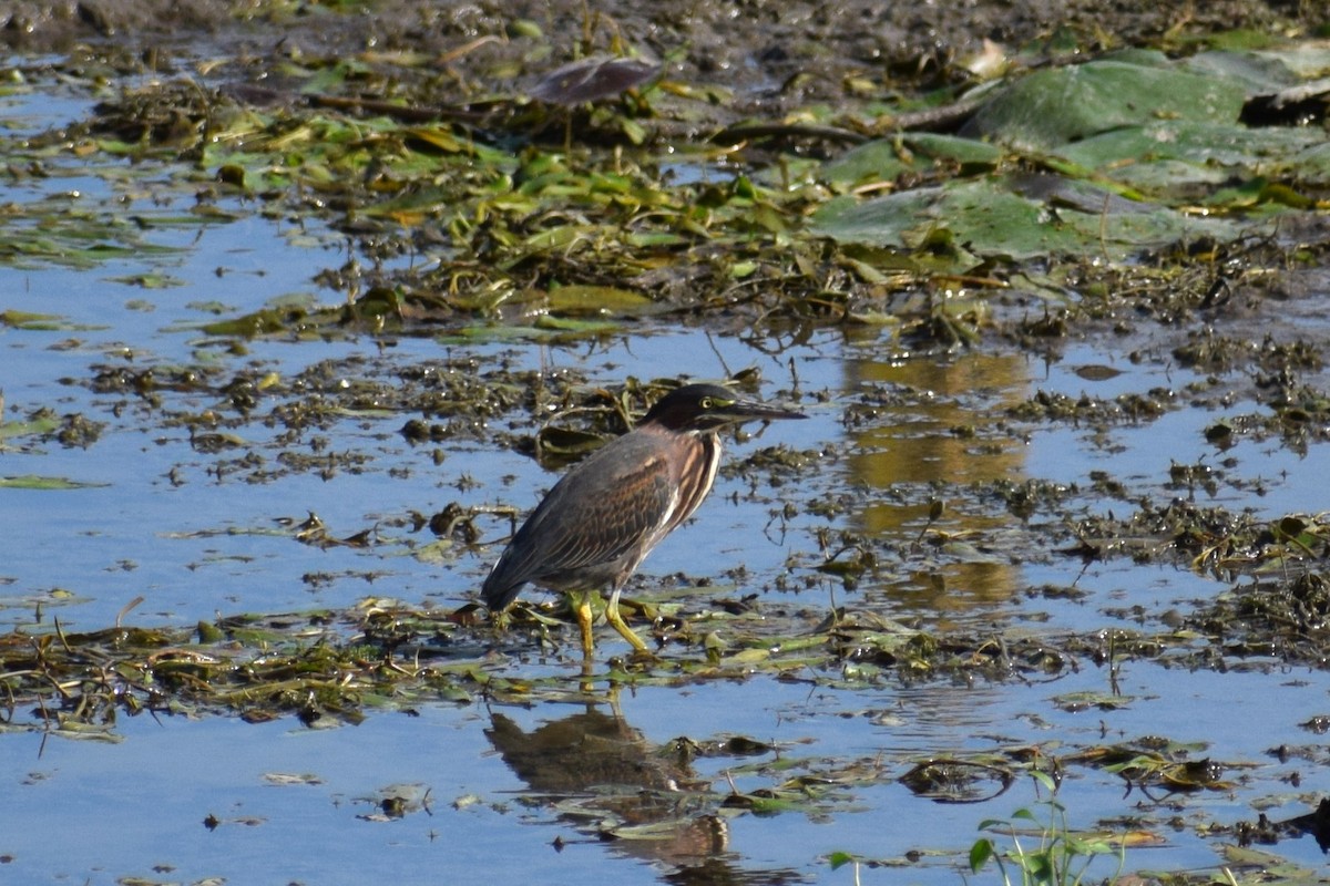 Green Heron - ML642530463