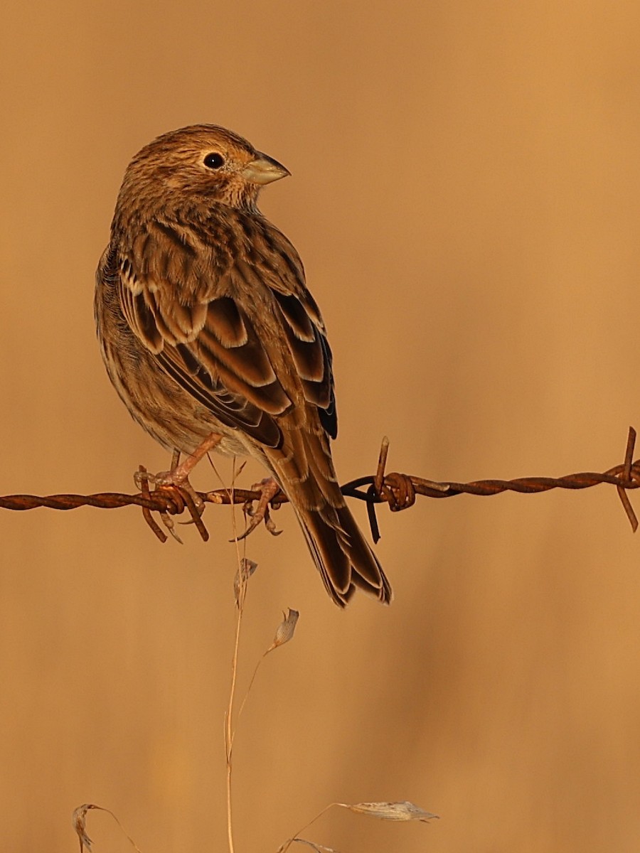 Corn Bunting - ML642530469