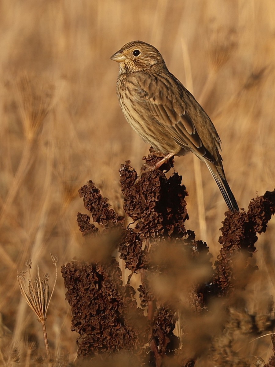 Corn Bunting - ML642530470