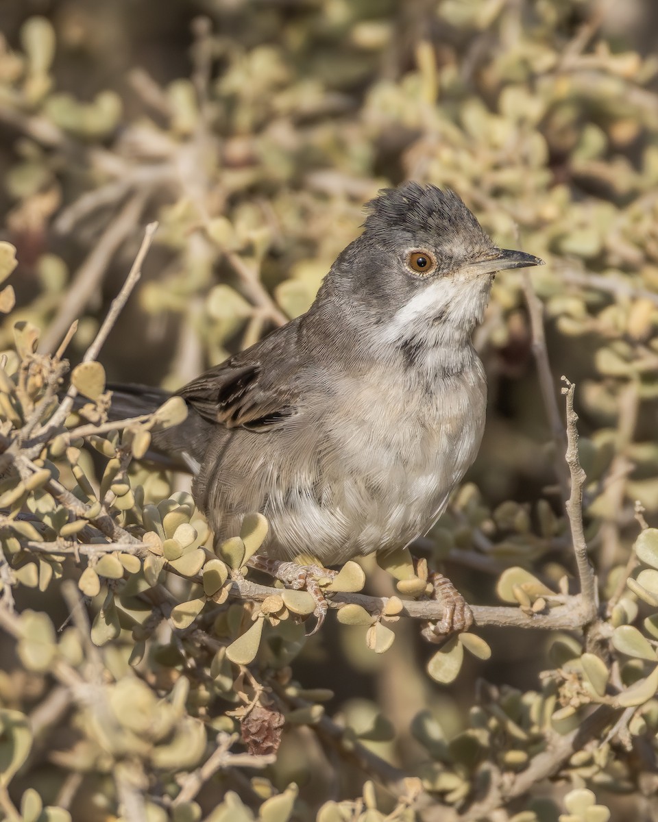 Menetries's Warbler - ML642530474
