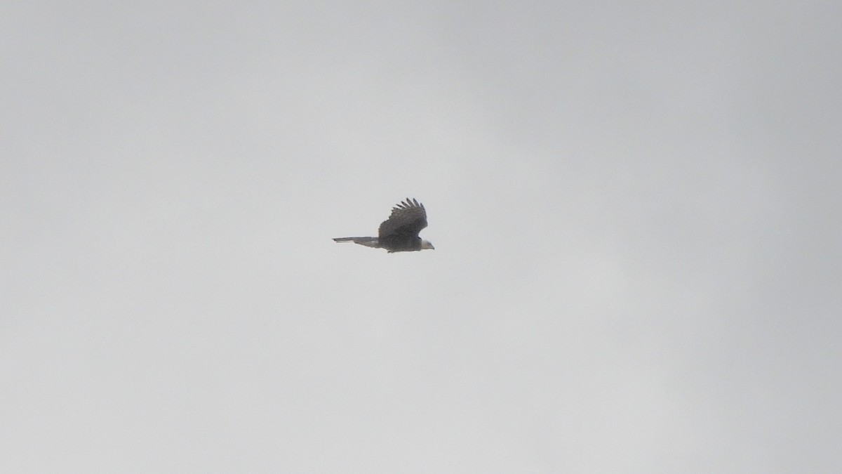 nonnehauk - ML642530509