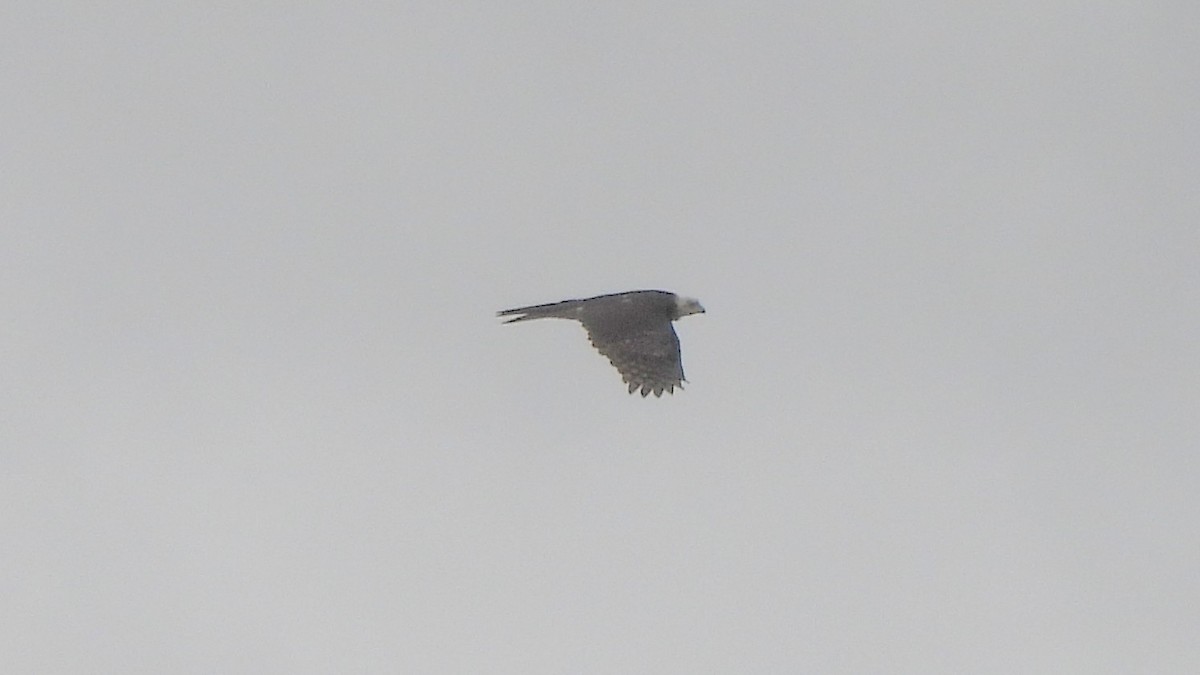 nonnehauk - ML642530510