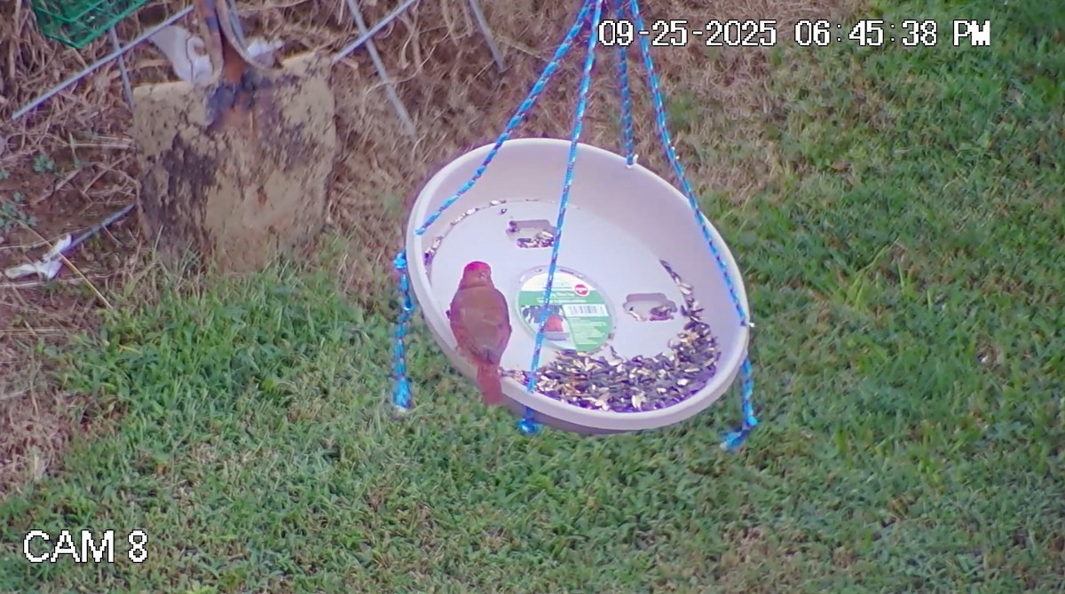 Cardinal rouge - ML642530547