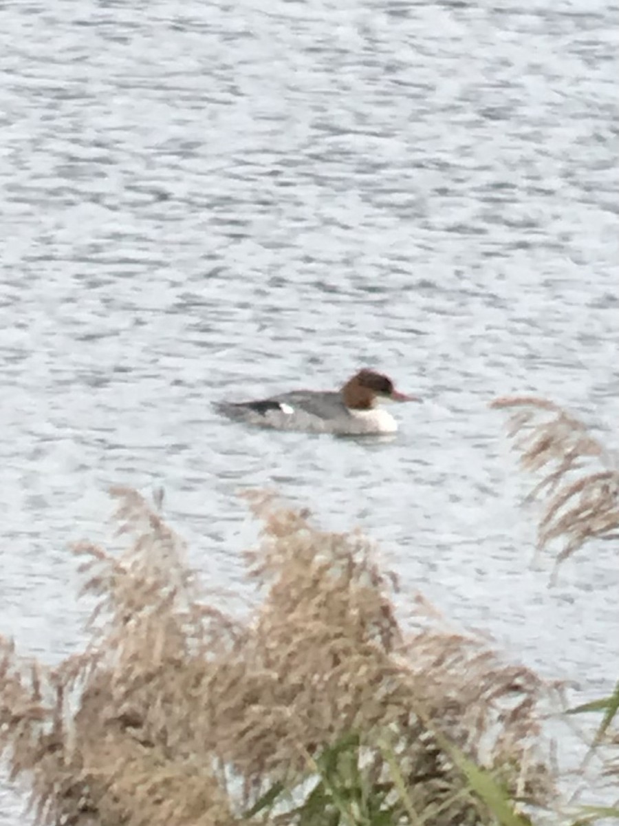 Common Merganser - ML642530595