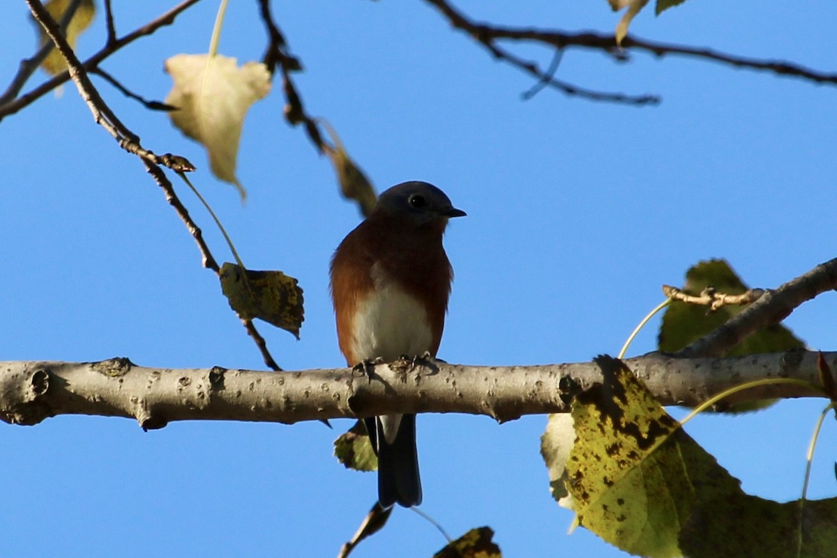 Eastern Bluebird - ML642530601