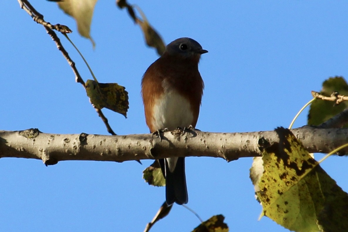 Eastern Bluebird - ML642530602