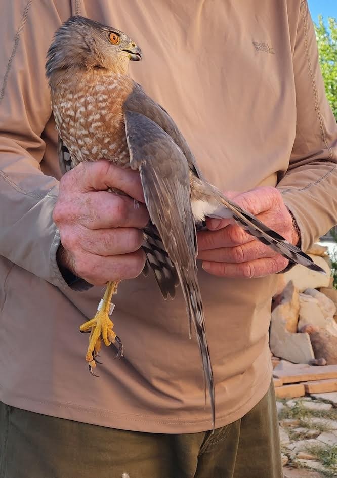 Cooper's Hawk - ML642530612