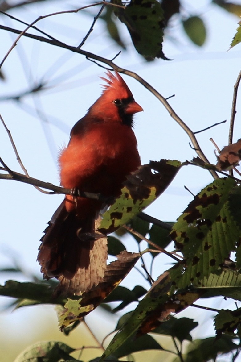 Northern Cardinal - ML642530614