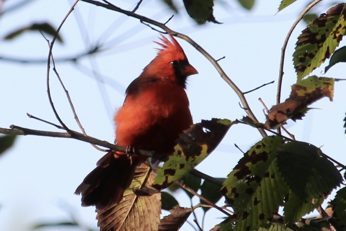 Northern Cardinal - ML642530615