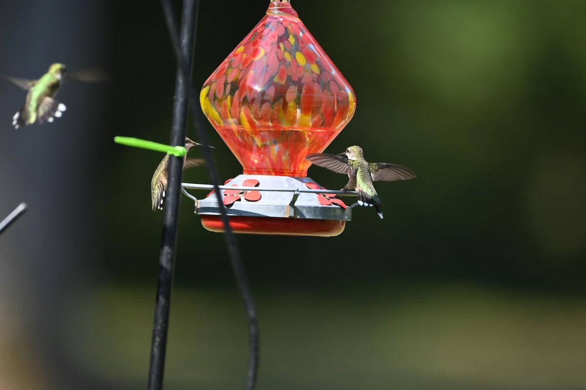 Ruby-throated Hummingbird - ML642530616