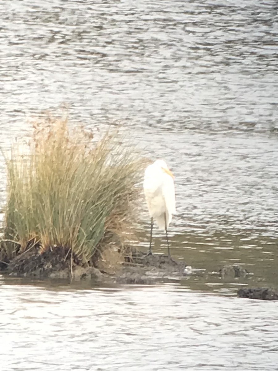 Great Egret - ML642530636