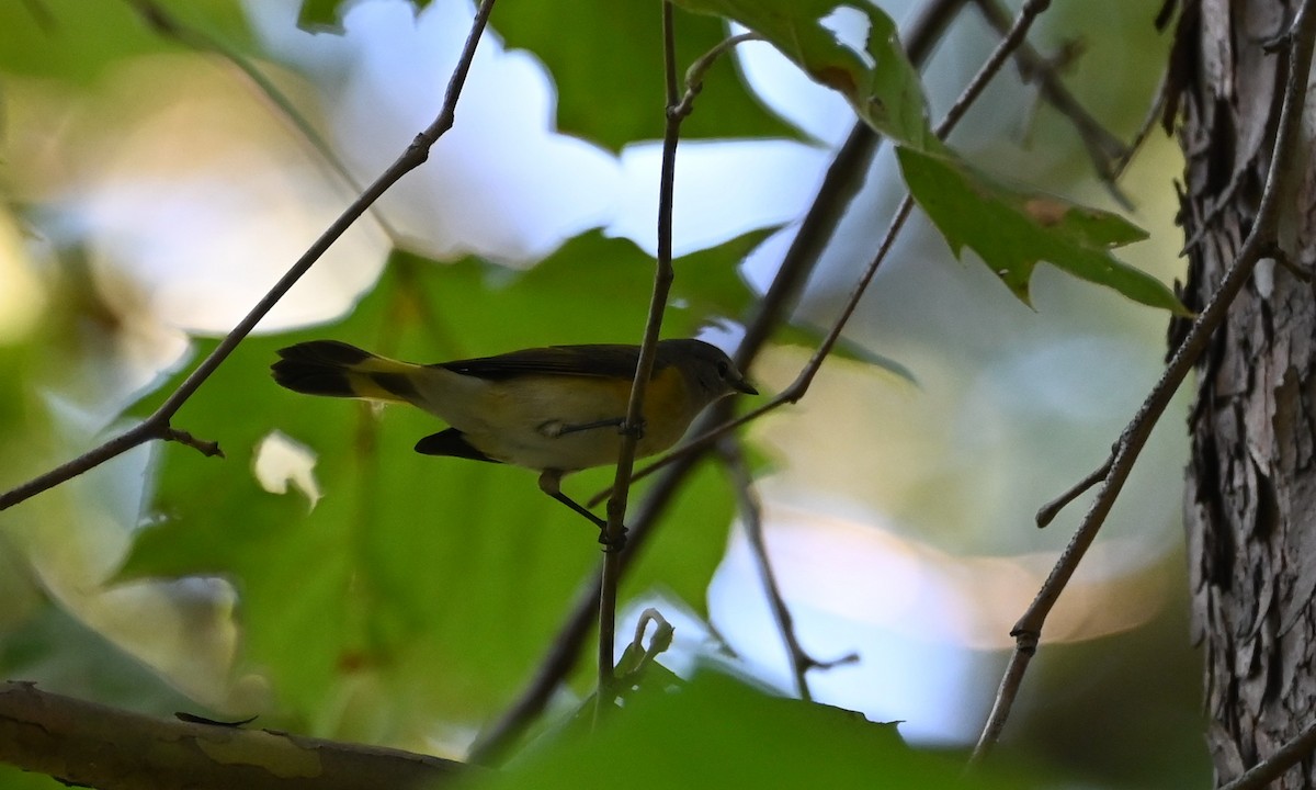 American Redstart - ML642530641