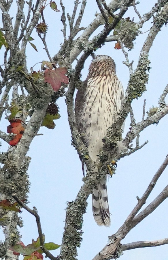 Cooper's Hawk - Kathleen Horn