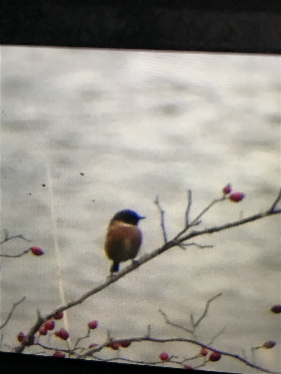 European Stonechat - ML642530654