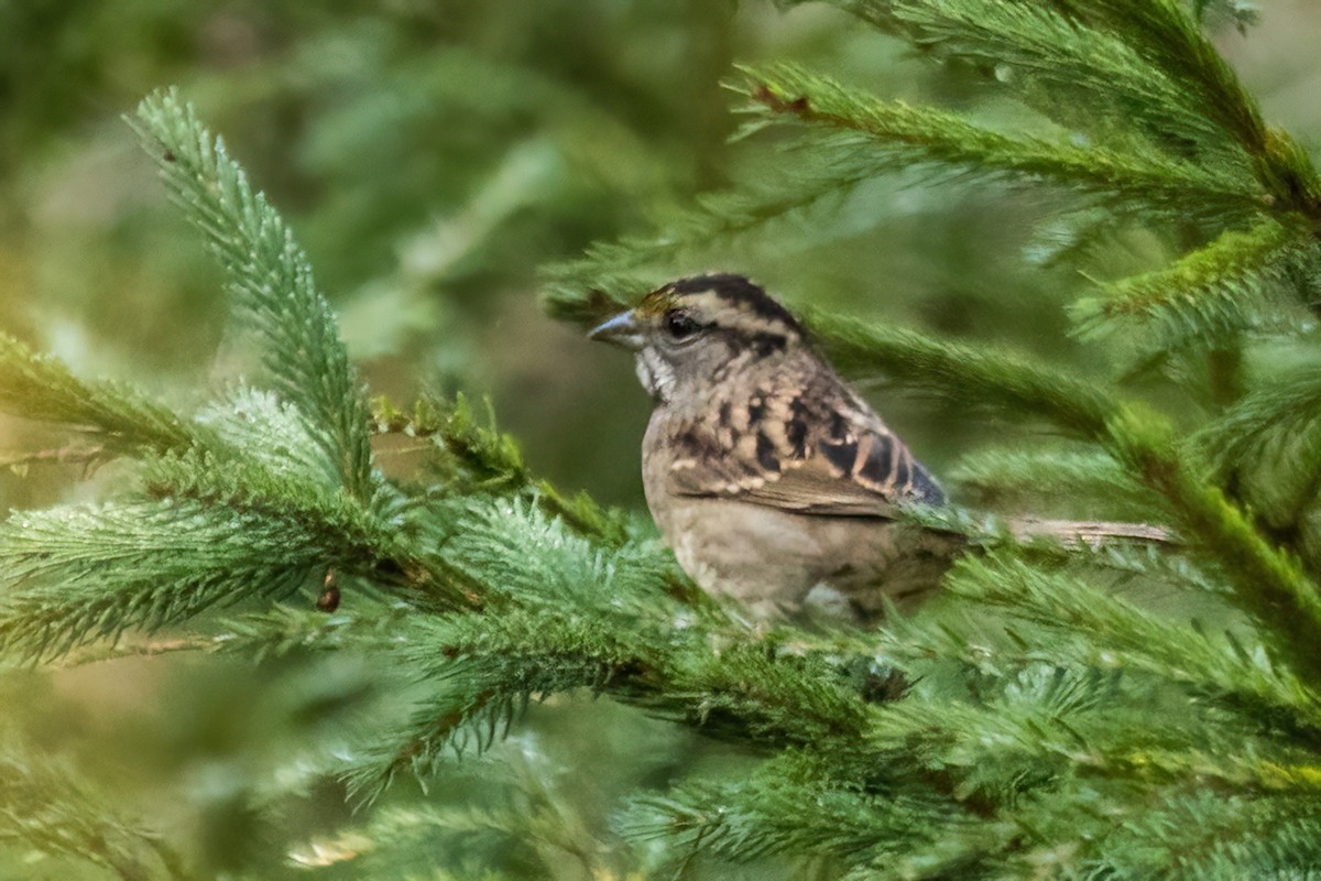 White-throated Sparrow - ML642530675