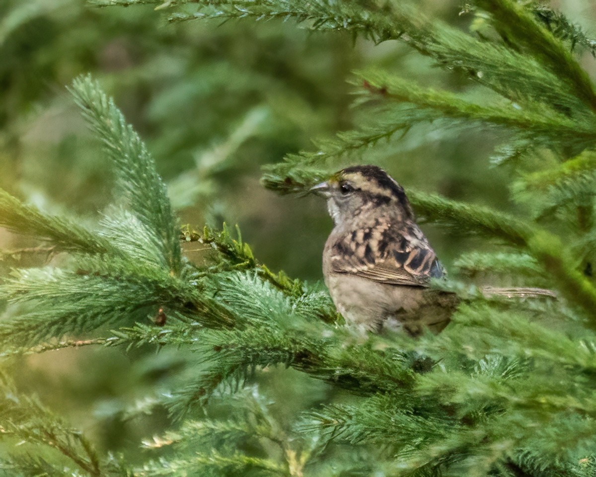 White-throated Sparrow - ML642530676