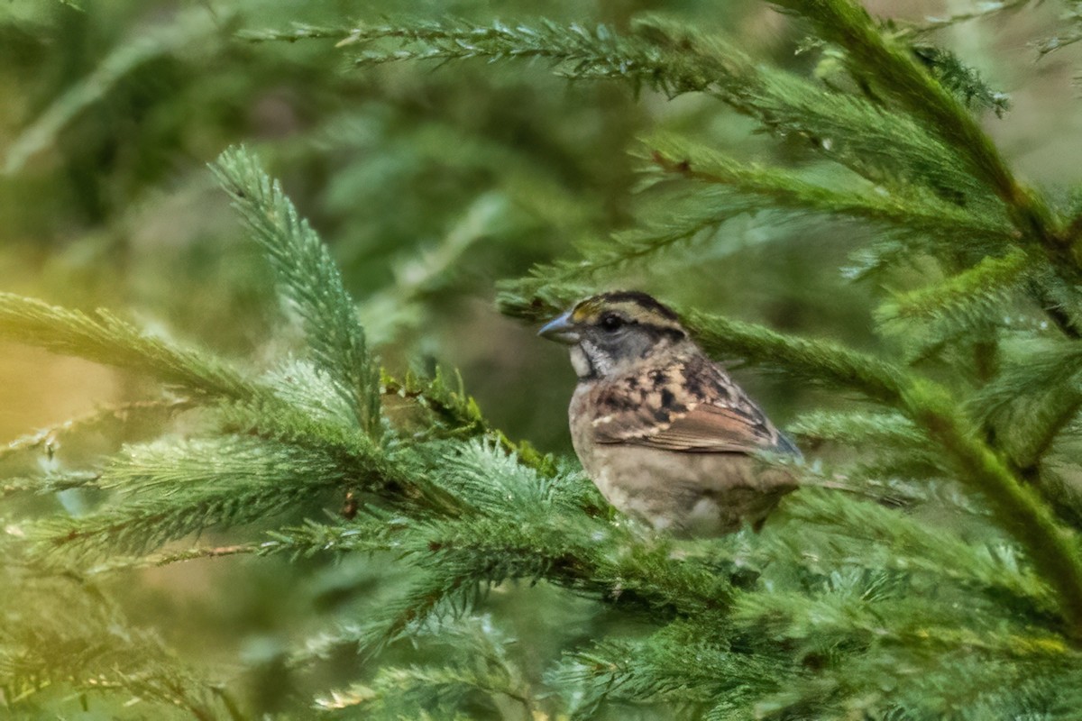 White-throated Sparrow - ML642530677