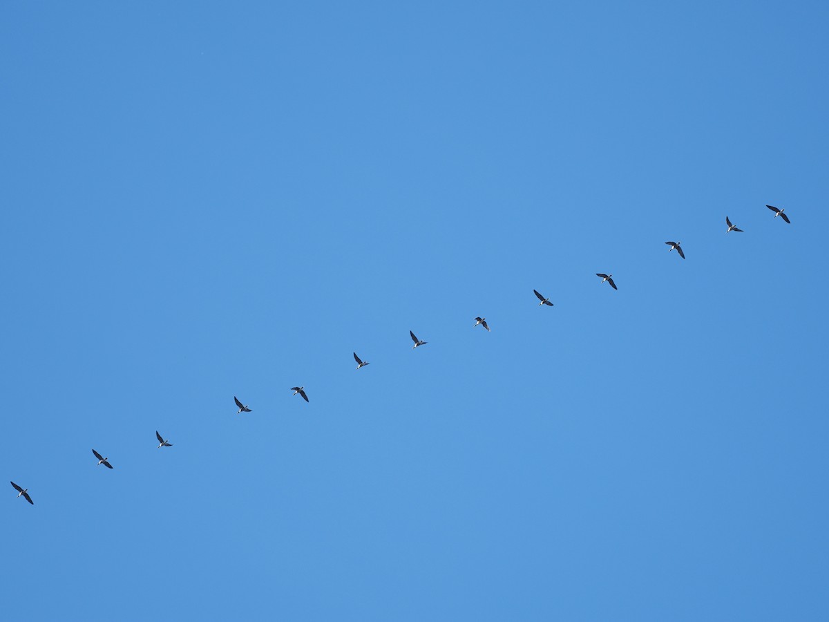 goose sp. - ML642530684