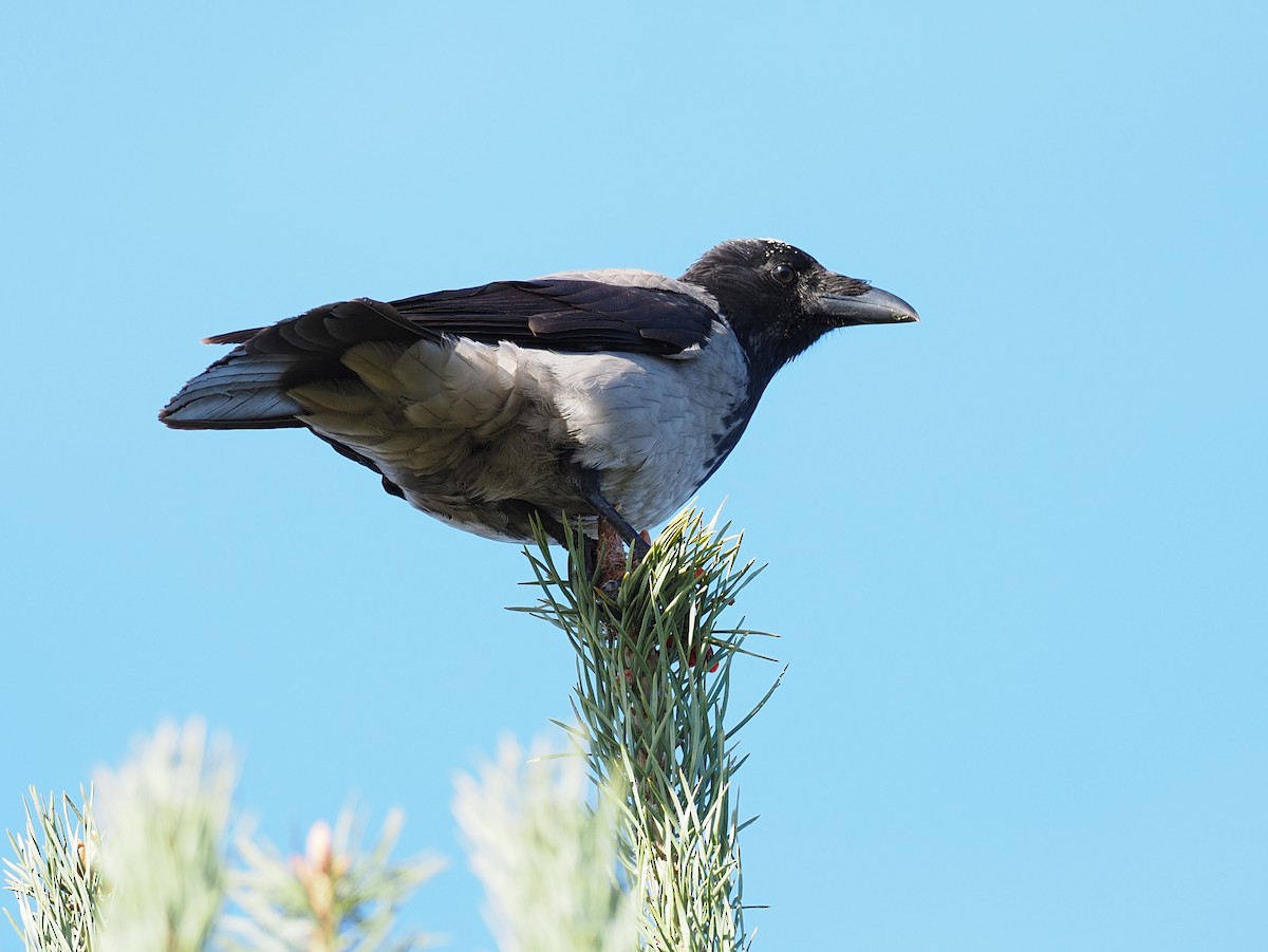 Hooded Crow - ML642530701