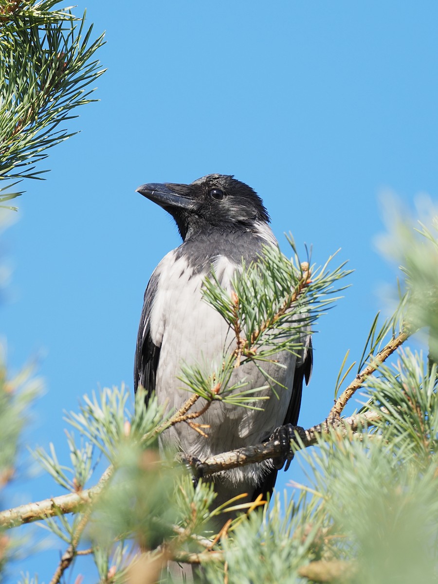 Hooded Crow - ML642530702