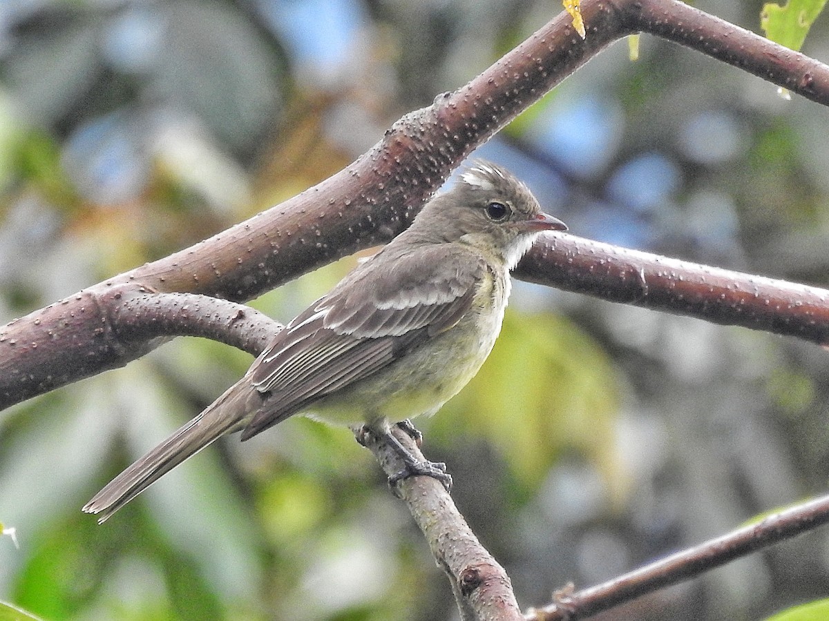 White-crested Elaenia - ML642530710