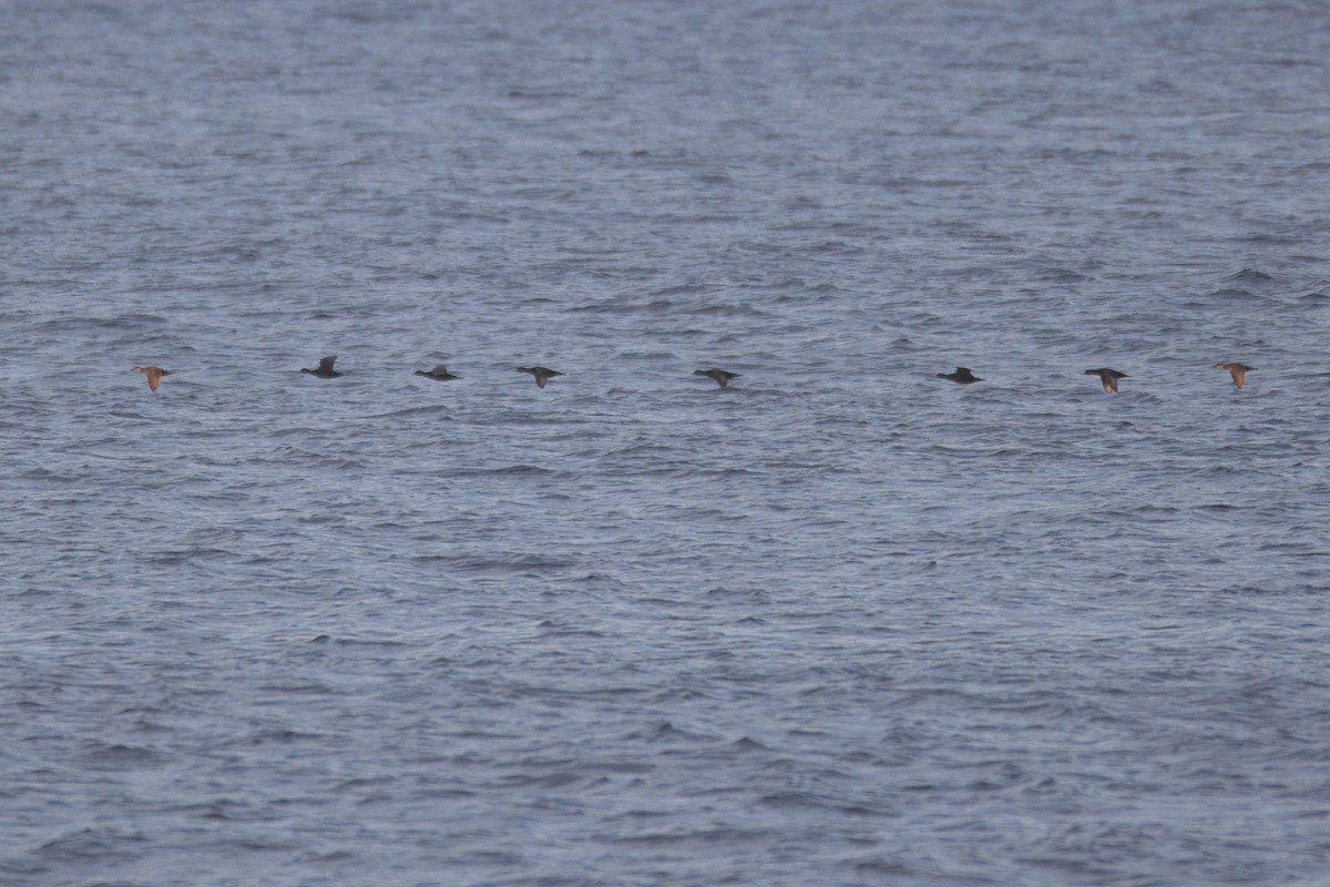 Common Scoter - ML642530712