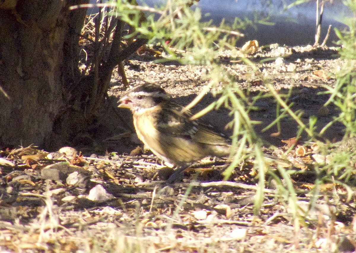 Black-headed Grosbeak - ML642530733