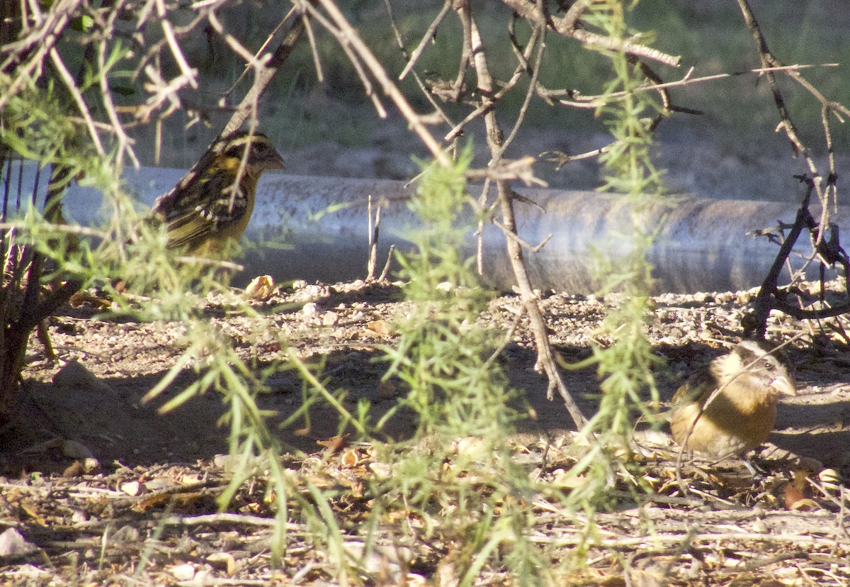 Black-headed Grosbeak - ML642530734