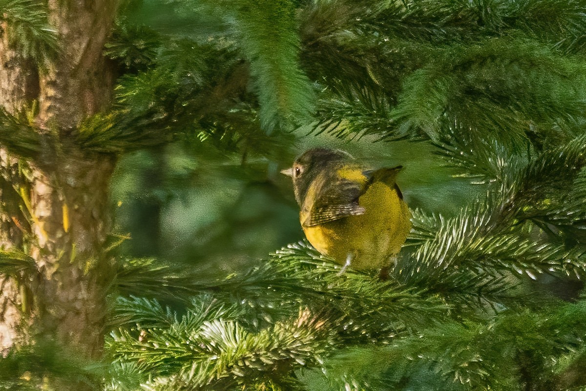 Nashville Warbler - ML642530749
