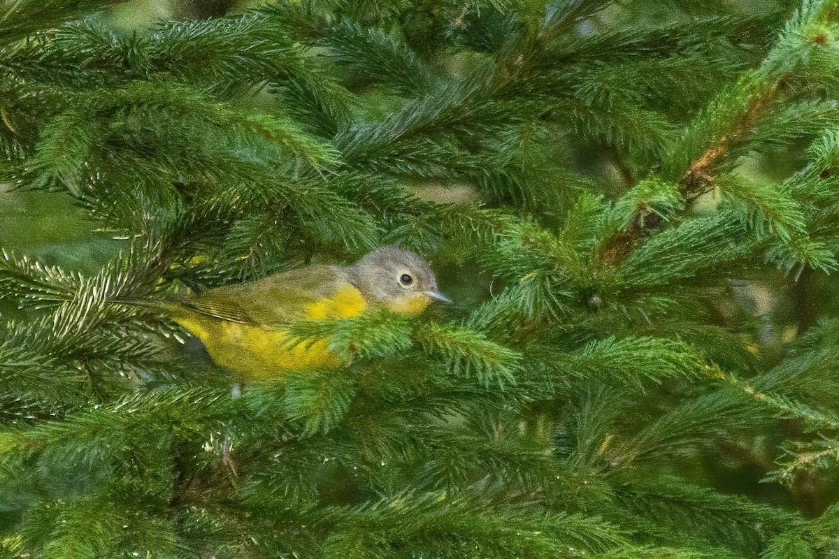 Nashville Warbler - ML642530750