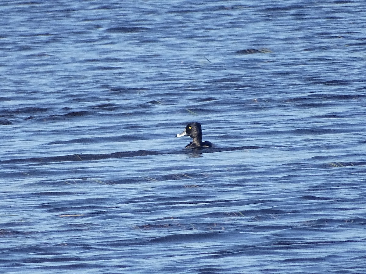 Ring-necked Duck - ML642530757