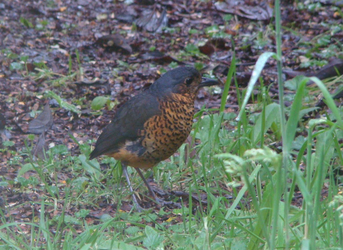 skjellmaurpitta - ML642530766